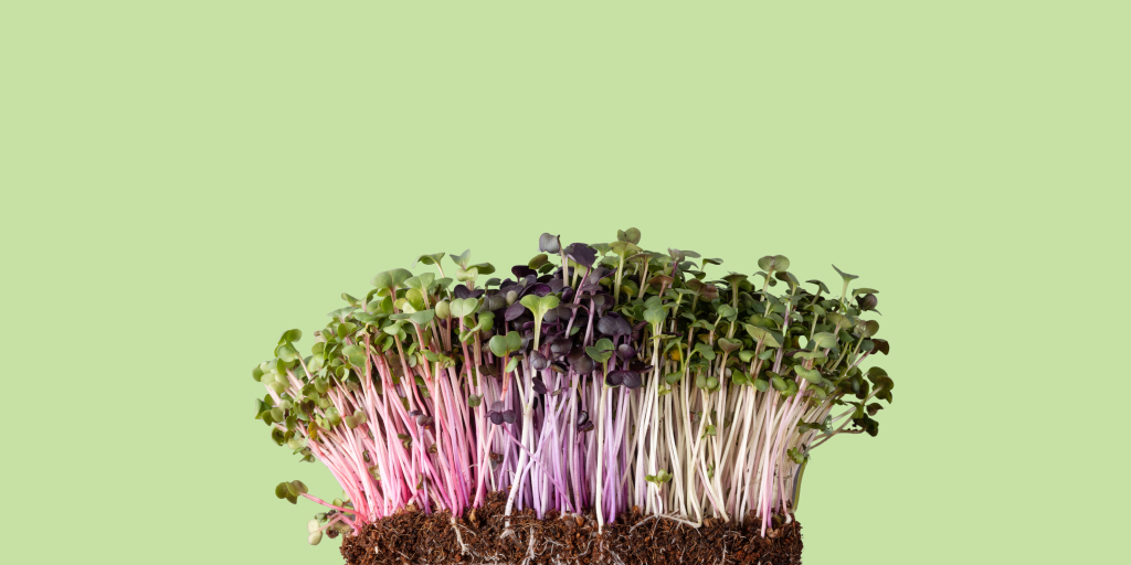 A vibrant assortment of microgreens growing in soil, featuring pink, purple, and green stems with delicate leaves, set against a light green background.