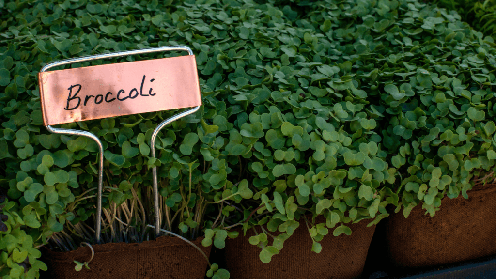 A lush bed of broccoli microgreens with green leaves, displayed in a soil container. A handwritten copper sign labeled 'Broccoli' stands prominently, highlighting the fresh and healthy appearance of the microgreens.