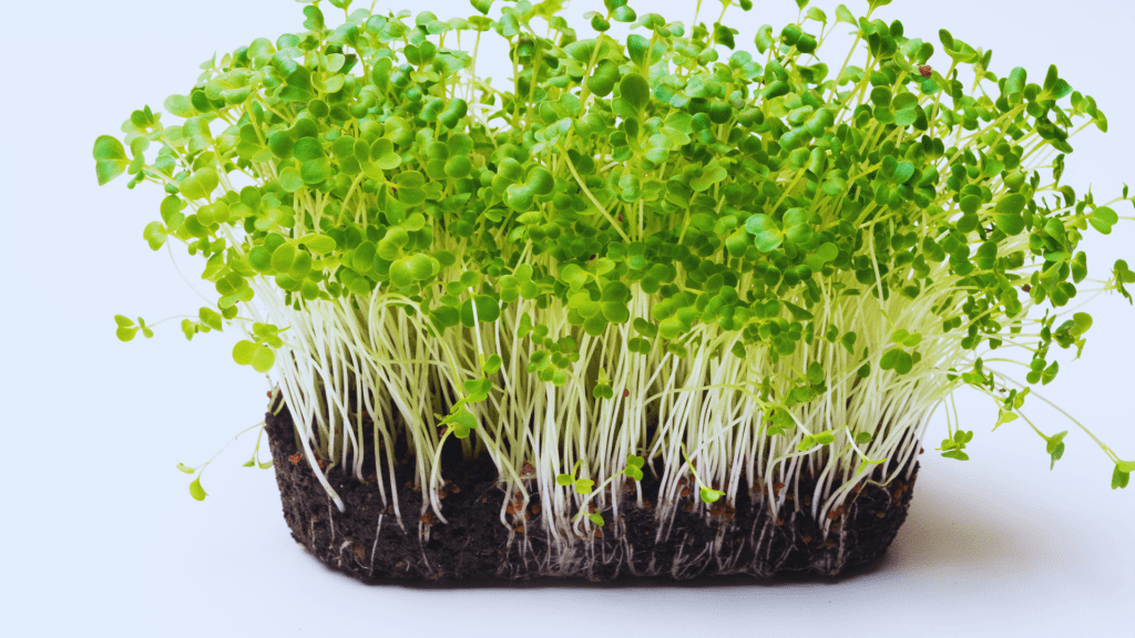 A dense mat of mustard microgreens with green leaves and slender white stems, growing from rich, dark soil. The microgreens display their fresh and crisp texture, ideal for culinary use with a bold, spicy flavor.