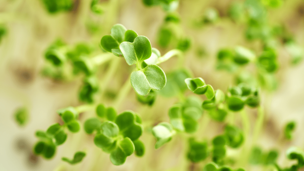 What are Microgreens and why are they important?