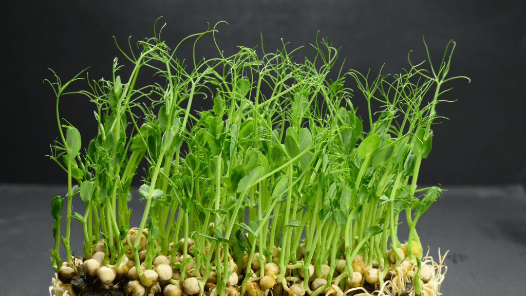 A cluster of pea shoot microgreens with tender green stems and delicate curling tendrils, growing from a base of sprouted pea seeds. The fresh shoots showcase their lush and crisp texture, perfect for culinary use.