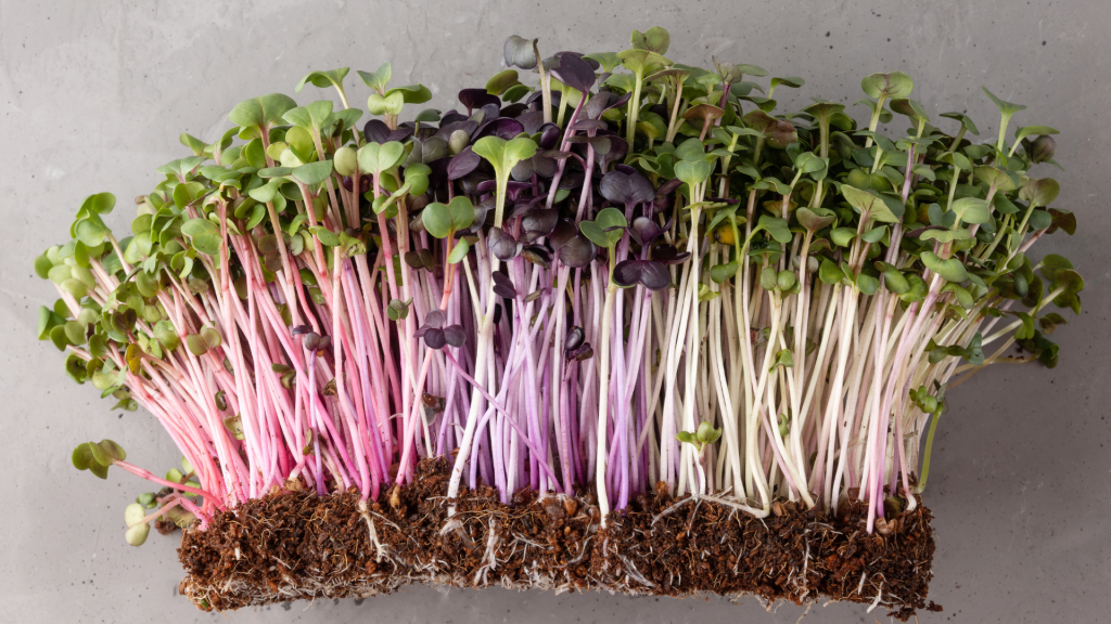 A colorful bunch of radish microgreens with green leaves and striking red and purple stems, growing from a rich soil base. The microgreens showcase their crisp texture and peppery flavor, perfect for adding a zesty kick to dishes.