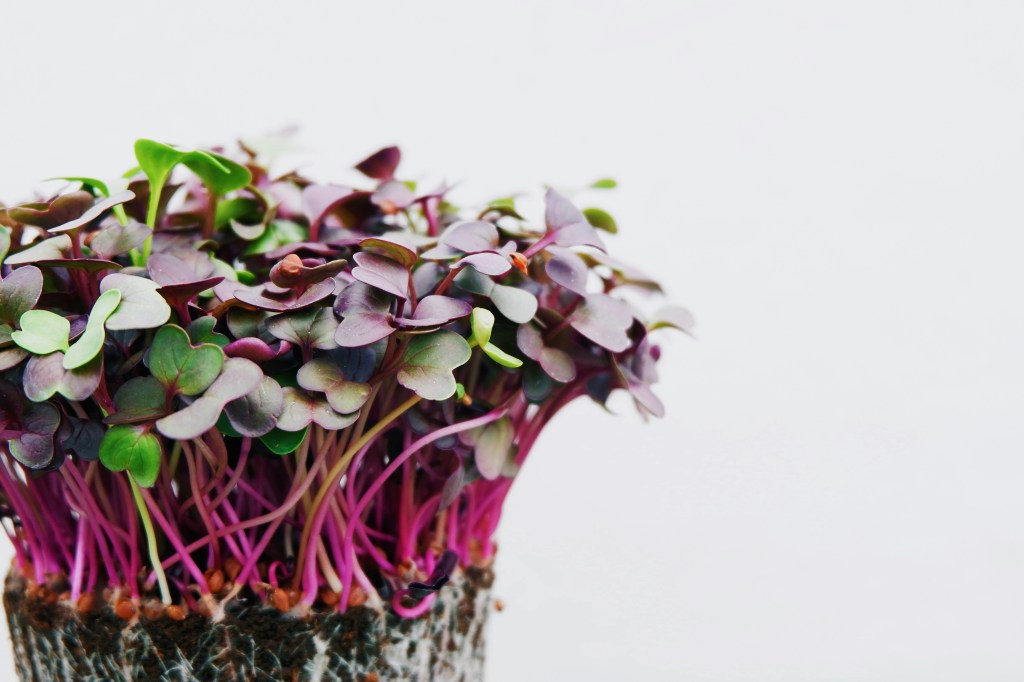 Fresh red cabbage microgreens with vibrant purple stems and lush green-purple leaves, growing on a natural growing medium against a white background.