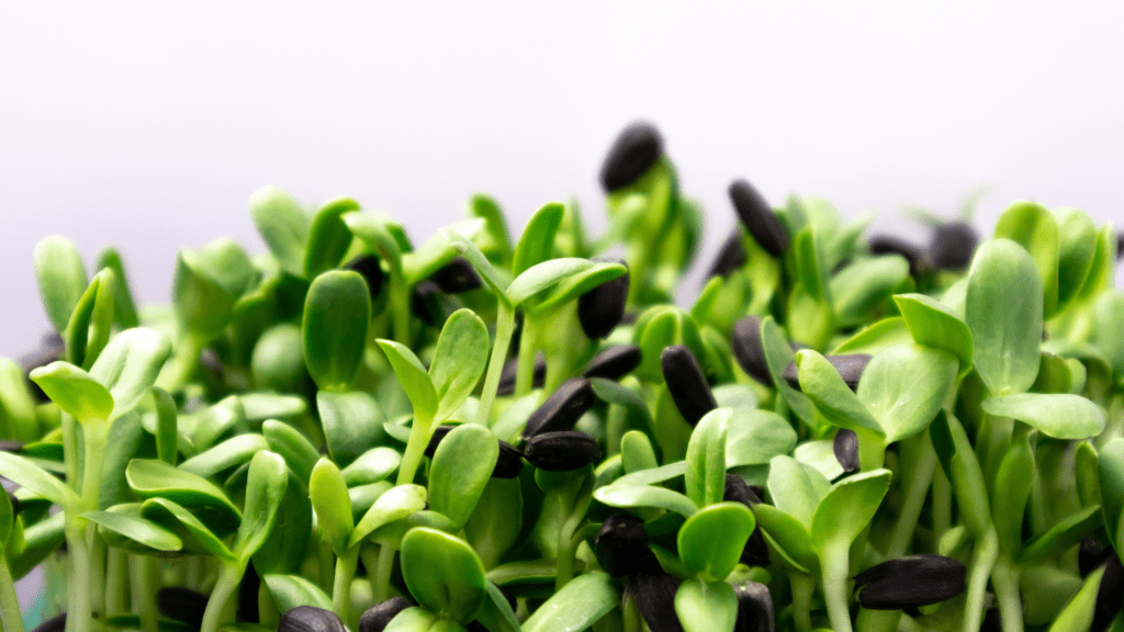 A close-up of sunflower microgreens, showcasing fresh green leaves and black sunflower seed husks. The microgreens appear healthy and ready to eat, highlighting their crisp texture and natural appeal.