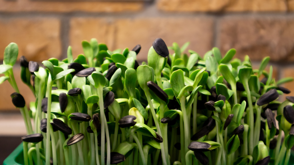 Fresh sunflower microgreens with green stems and leaves, still holding black seed hulls.