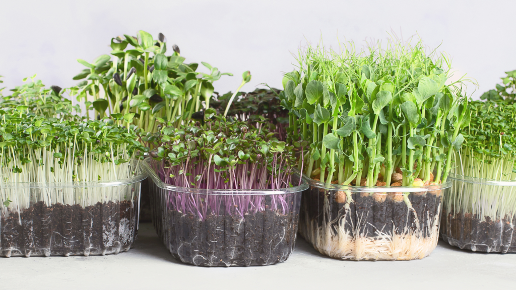 Top 5 Microgreens You Should Know About