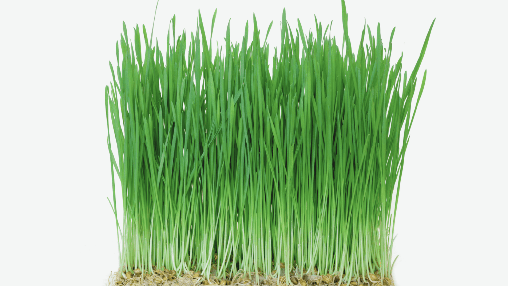 Freshly grown wheatgrass microgreens with vibrant green blades and visible roots.