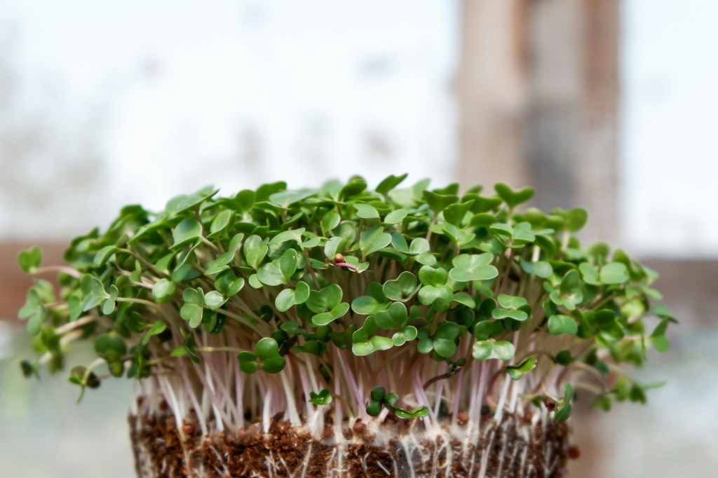 Close-up of fresh green microgreens growing in soil with visible white roots and vibrant green leaves.