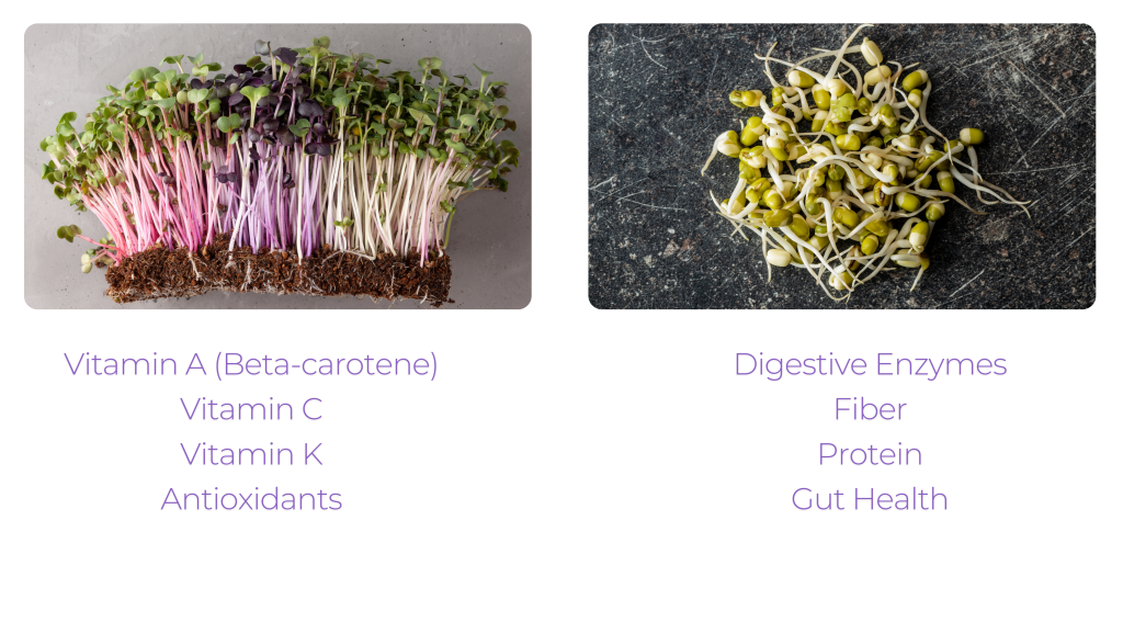 Side-by-side comparison image showing colorful microgreens on the left with text highlighting their nutritional benefits like Vitamin A, C, K, and antioxidants, and sprouts on the right with text highlighting benefits such as digestive enzymes, fiber, protein, and gut health.
